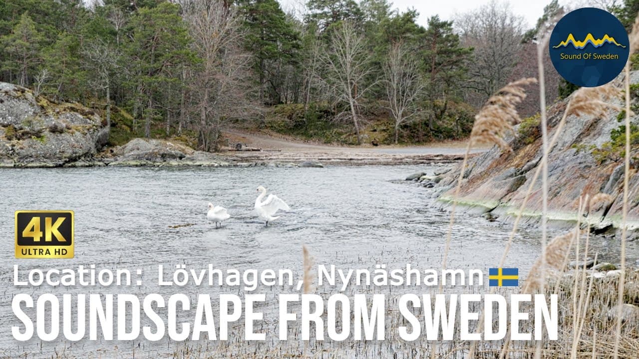 Nature Ambience - A Swan Couple - Location: Lövhagen, Nynäshamn #soundscapes