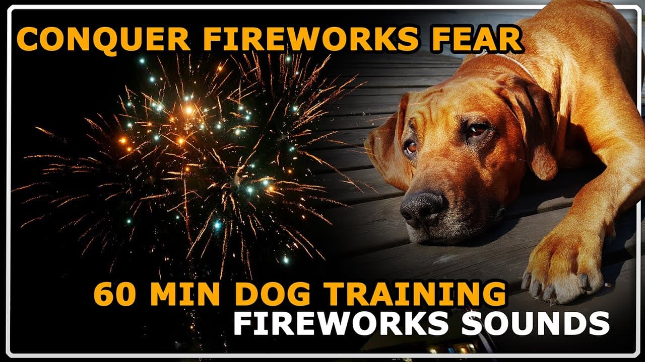 Fireworks Sounds for Dog Training — Desensitization & Counterconditioning