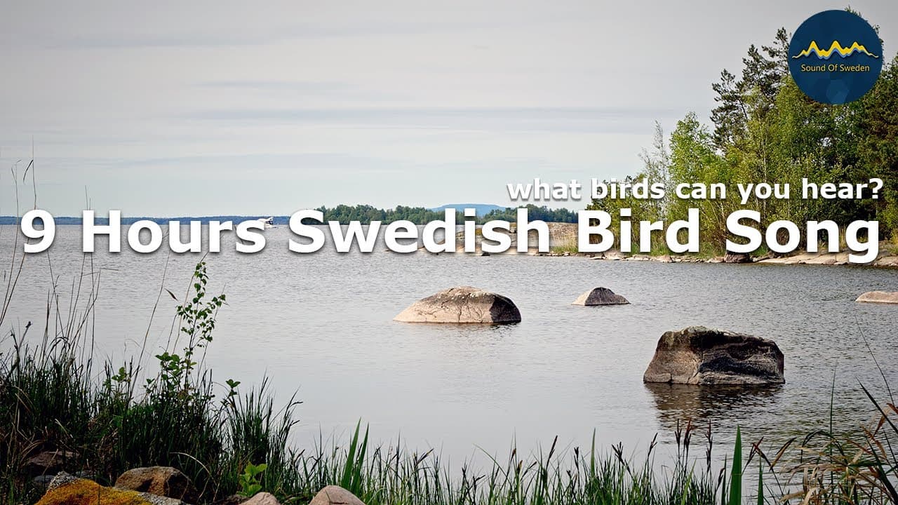 Birdsong – 9 Hours of Authentic Swedish Birds and Nature Sounds