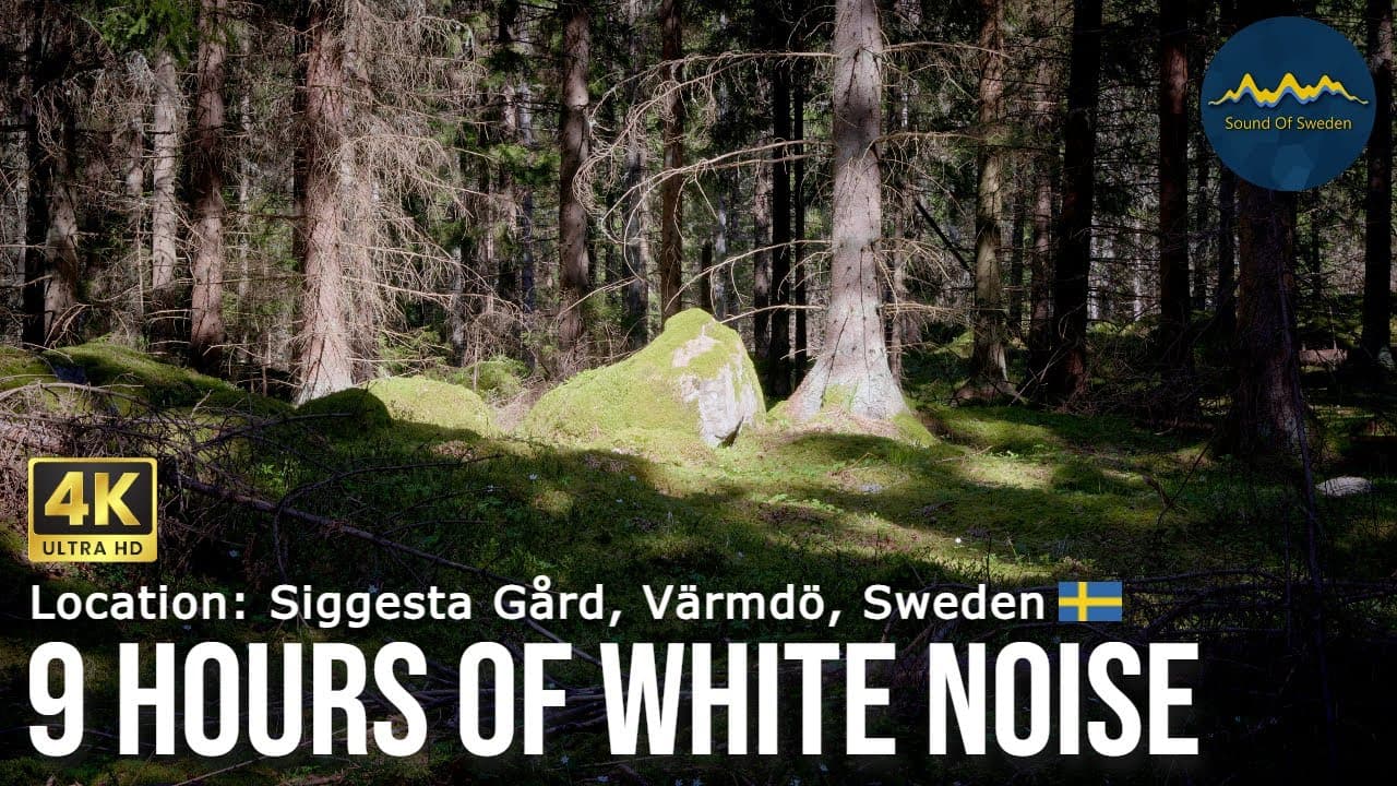 9 Hours of Swedish Forest to Fall Asleep To